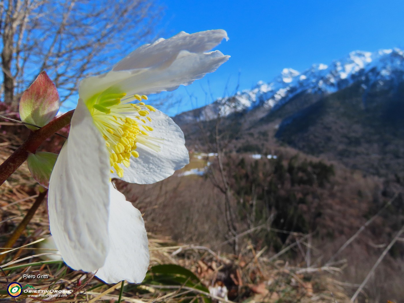 09 Ellebori in fiore con vista in Alben.JPG